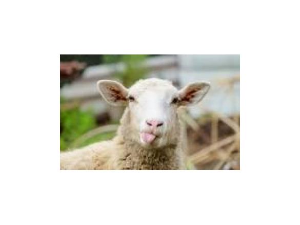 Jehněčí na majoránce